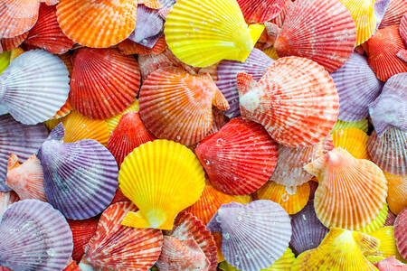 Collection of colorful seashells