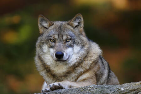 Lobo cinzento