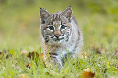 Lynx in het gras