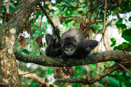 Macaco-aranha em uma árvore