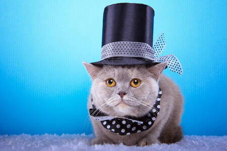 Le chat britannique dans le chapeau