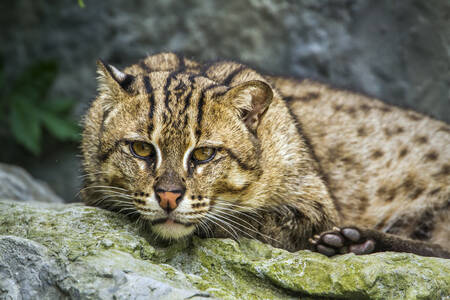 Gato pescador