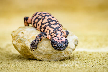 Gila monster