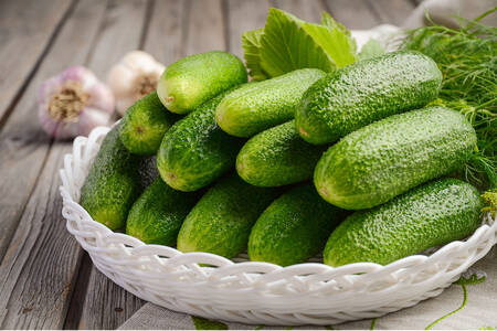 Fresh cucumbers in a plate
