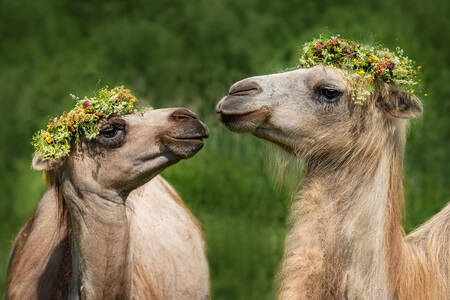 Unta dengan karangan bunga