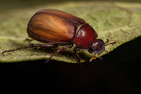 Cockchafer on a leaf