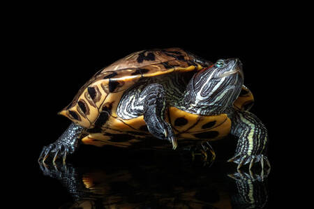Red-eared slider turtle