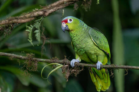 Ecuadorian red-fronted amazon