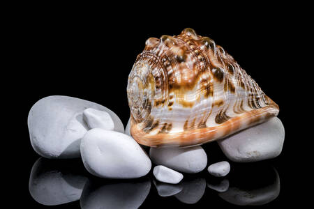 Un coquillage sur des pierres blanches