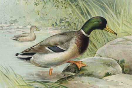 Mužjak i ženka patke
