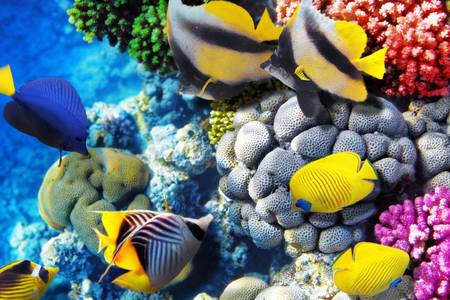 Кораллы и рыбки