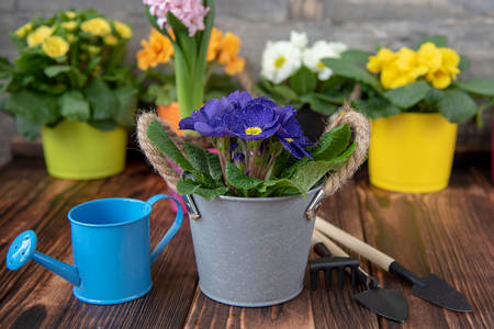 Primroses in flower pots