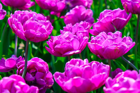 фіолетові тюльпани