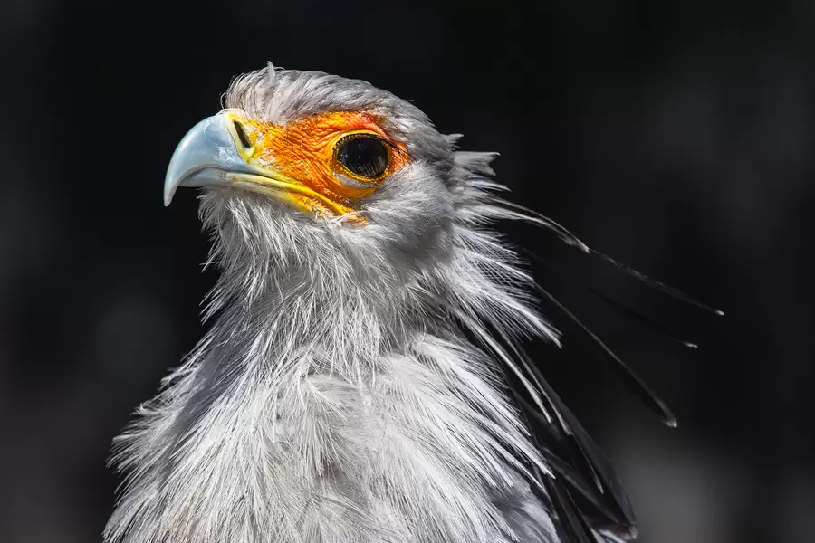 Secretary Bird