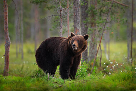Bruine beer in het bos