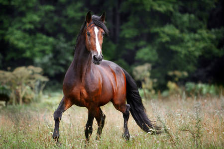 Каштановая лошадь на поляне