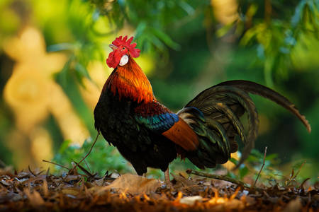 Banking Jungle Rooster
