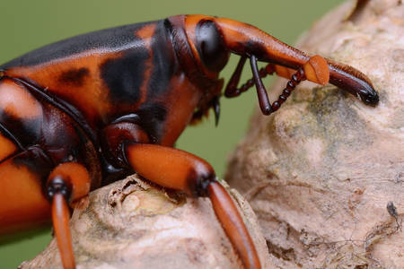 Makrofoto eines Rüsselkäfers