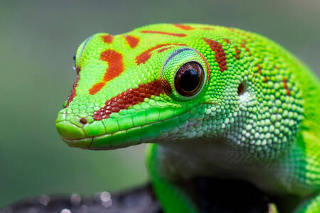Gecko de zi din Madagascar