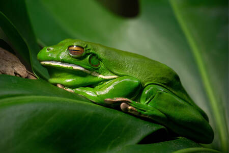 Zelená žaba