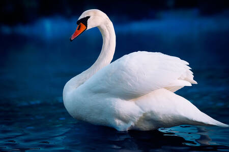 Белый лебедь на озере
