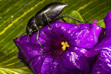 Escarabajo oscuro