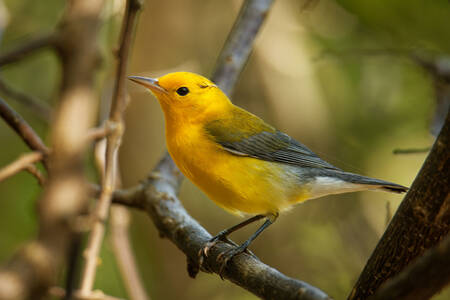 Pájaro amarillo en una rama