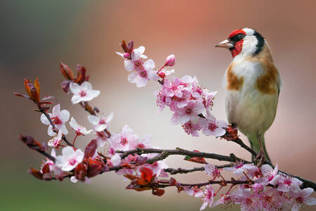 Goldfinch na grani koja cveta
