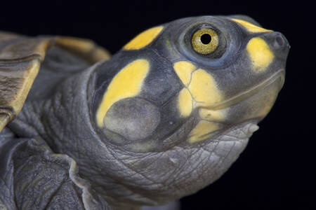 Rivierschildpad