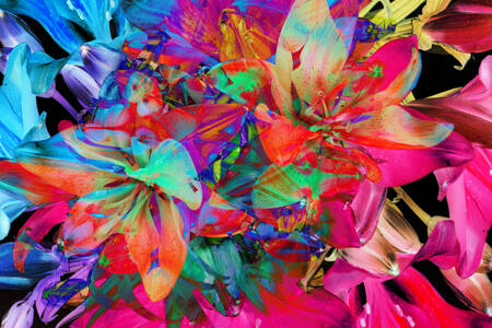 Kleurrijke lelies