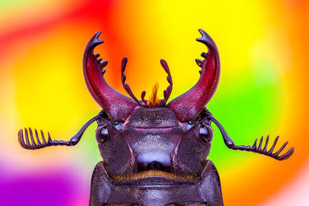 Stag beetle portrait