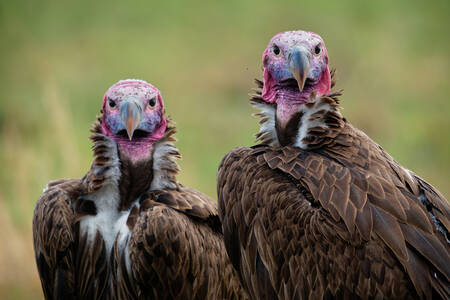 African vultures
