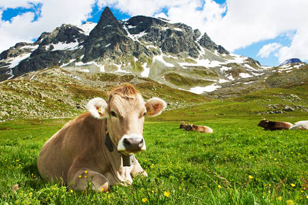 Крава в швейцарски Алпи