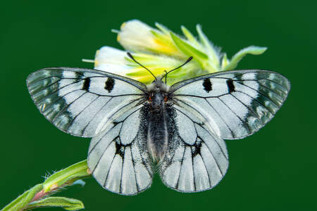 Biały motyl na kwiatku