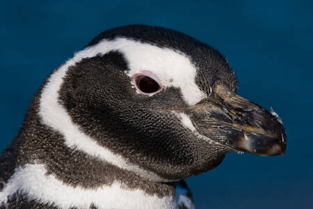 Magellán pingvin