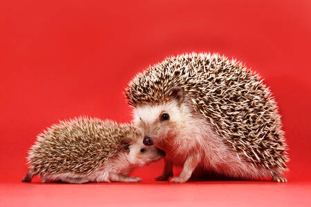 Hedgehog and hedgehog