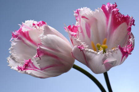 Weiße und rosafarbene Tulpen