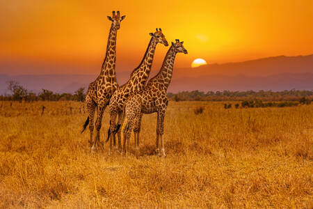 Giraffen in de savanne