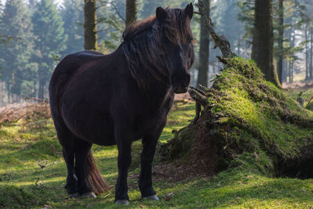 Horse in the wild forest