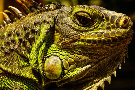 Yeşil iguana yakın çekim