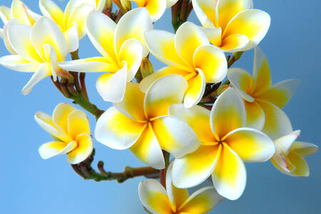 Yellow and white frangipani