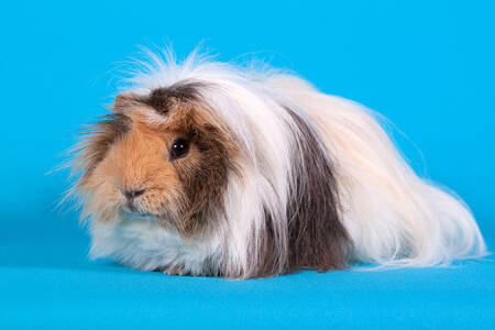 Peruvian guinea pig on a blue background