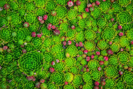 Pink and green succulents