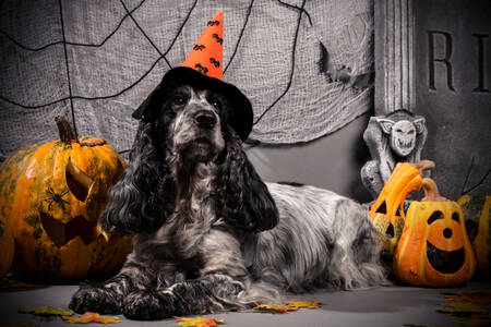 Cocker Spaniel con sombrero de Halloween