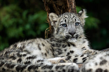 Cachorro de leopardo de las nieves