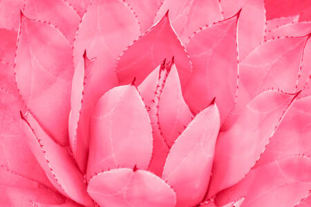 Roze vetplant