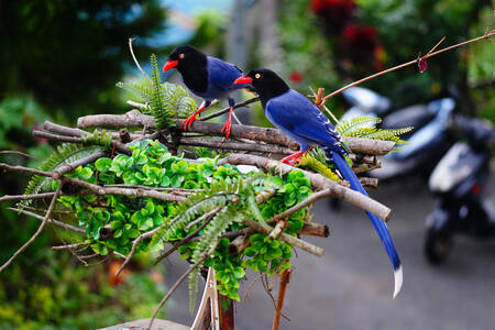 Azure-winged magpies