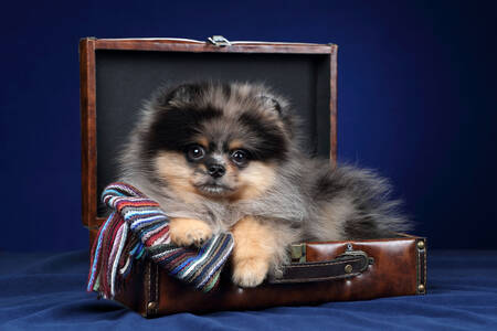 Pomeranian puppy