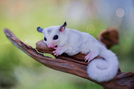 White flying squirrel