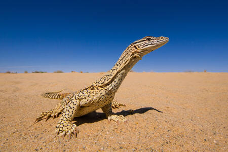 Australian Sand Monitor